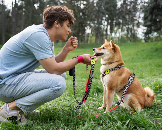 Common Pet Behavior Problems (And How to Fix Them)