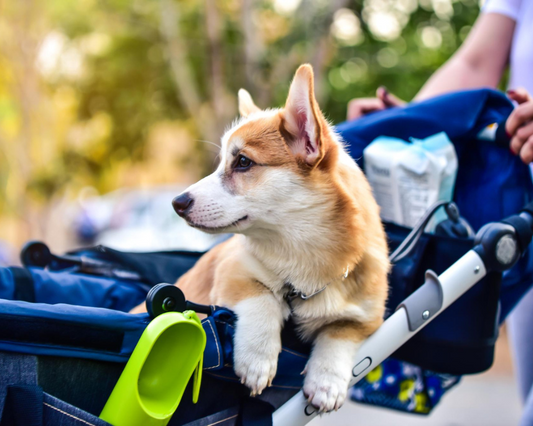 Why Every Pet Owner Needs a Stroller (Yes, Really!)