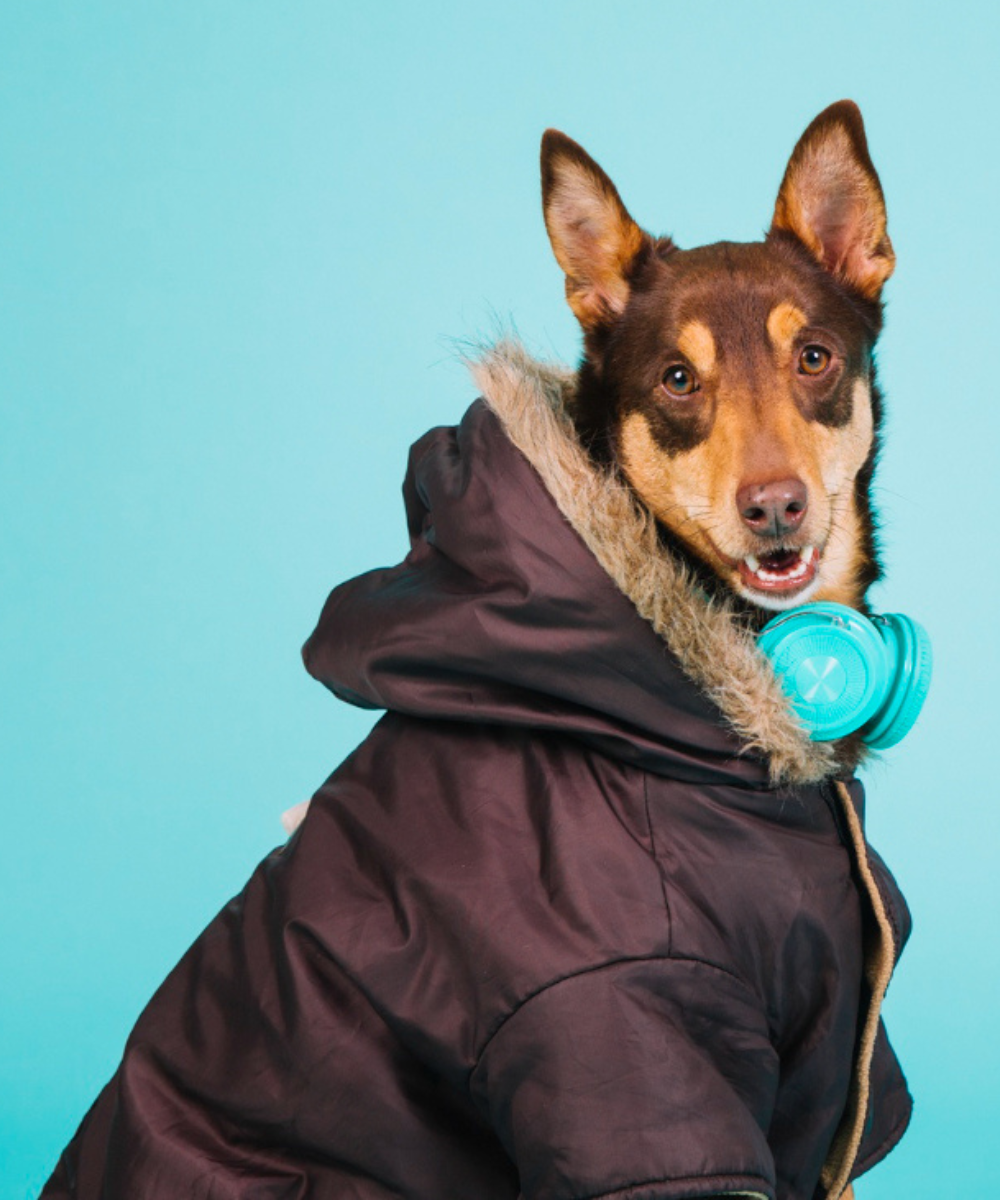 Pet Apparel