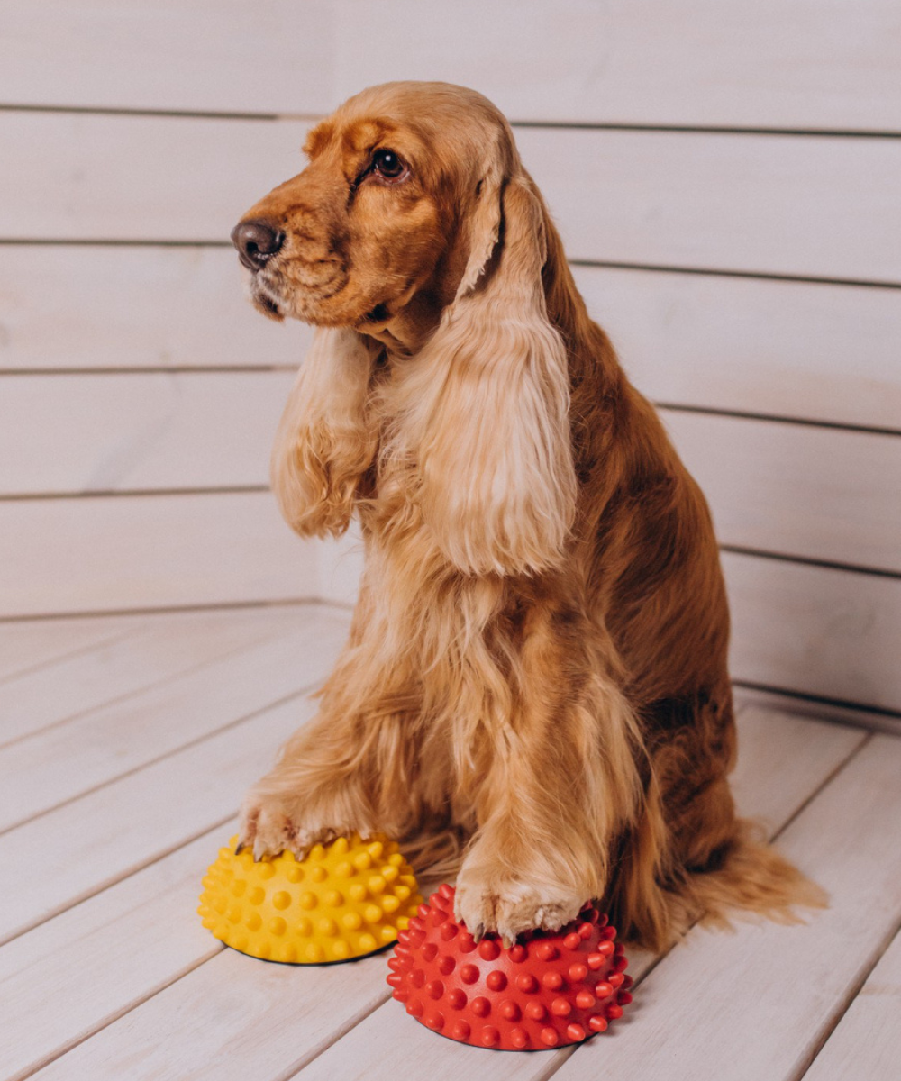 Pet Toys
