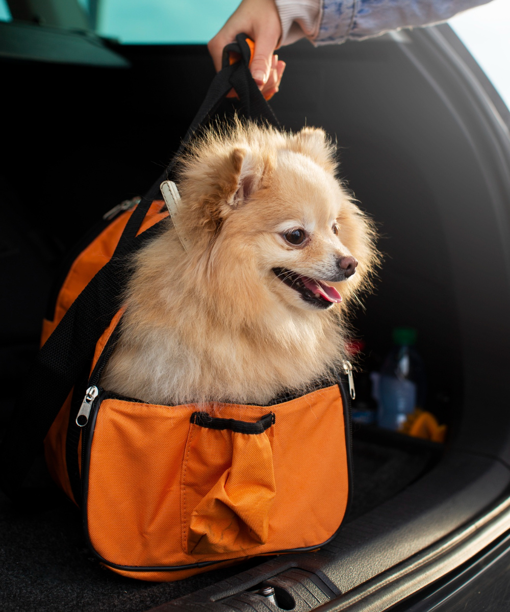 Pet Carriers & Strollers