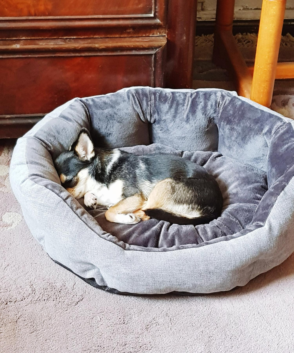 Pet Beds & Furniture